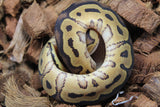 Piton Bola Yellowbelly Clown pos Calico Hembra ID R6-15