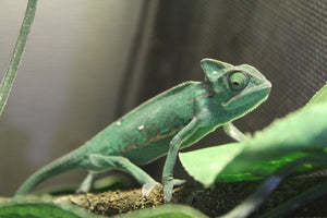 Camaleon de Velo