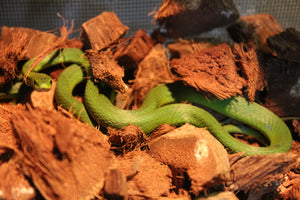 Serpiente Verde Come Grillos