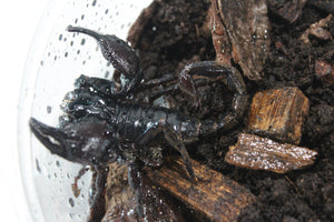 Escorpion Asiatico (Heterometus sp)