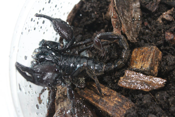 Escorpion Asiatico (Heterometus sp)