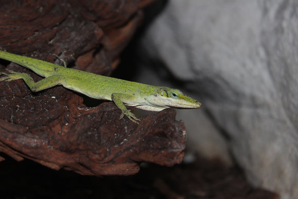 Anole Verde (Anolis Carolinensis)