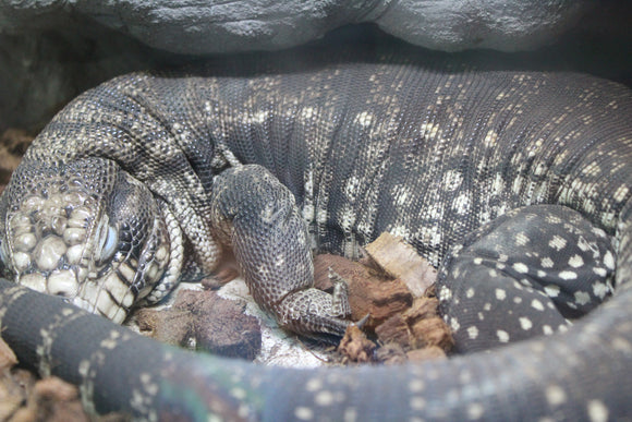Tegu Argentino 80cm