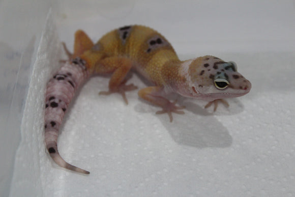 Gecko Leopardo High Yellow ID R12-14