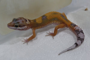 Gecko Leopardo High Yellow ID R12-16