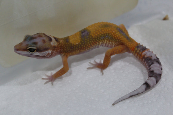 Gecko Leopardo High Yellow ID R12-16