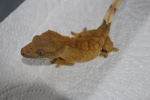 Gecko Crestado Flame ID R13-03