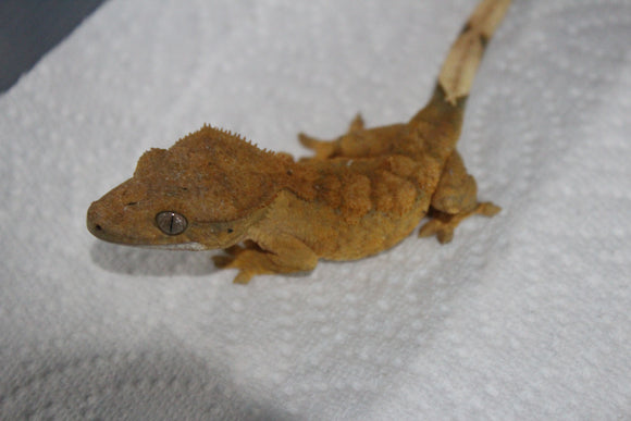 Gecko Crestado Flame ID R13-03
