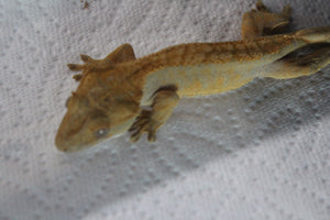 Gecko Crestado Flame ID R13-05