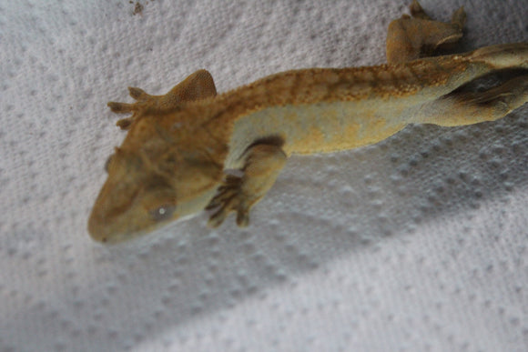 Gecko Crestado Flame ID R13-05