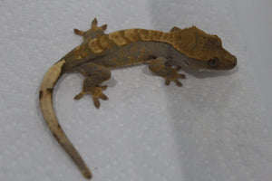 Gecko Crestado Flame ID R13-08