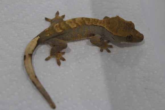 Gecko Crestado Flame ID R13-08