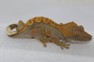 Gecko Crestado Flame ID R13-10