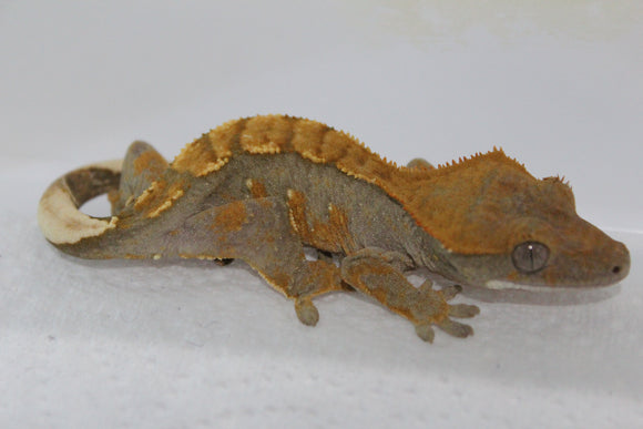 Gecko Crestado Flame ID R13-10