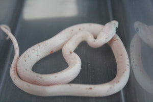 Serpiente del Maiz (Maicera) Palmetto Hembra ID RC-21