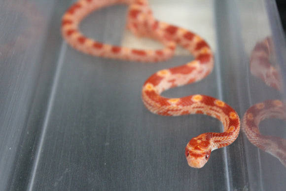 Serpiente del Maiz (Maicera) Albina Hembra ID RC-24