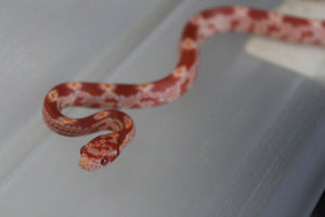 Serpiente del Maiz (Maicera) Albina Macho ID RC-25