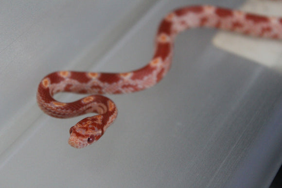Serpiente del Maiz (Maicera) Albina Macho ID RC-25