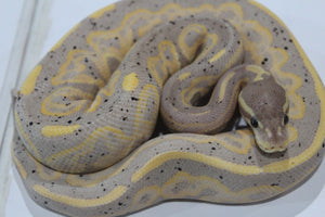 Piton Bola Banana Black Pastel 100% Het Pied Macho ID R15-10