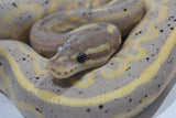 Piton Bola Banana Black Pastel 100% Het Pied Macho ID R15-10