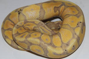 Piton Bola Banana  100% Het Pied Macho ID R15-02
