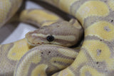 Piton Bola Banana  100% Het Pied Macho ID R15-02