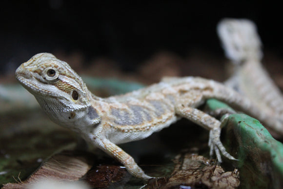 Dragon Barbudo (Pogona Vitticeps)
