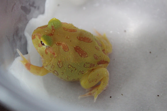 Rana Pacman Albina