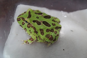 Rana Pacman Verde