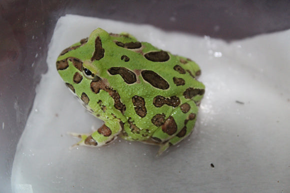 Rana Pacman Verde