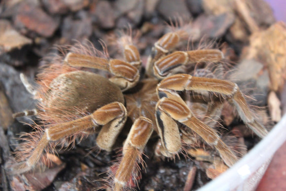 Tarantula Goliath G R A N D E