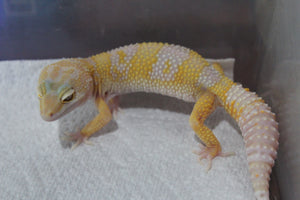 Gecko Leopardo Albino ID R13-11