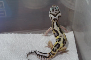 Gecko Leopardo Jungle ID R13-14
