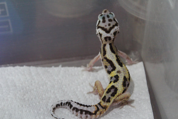 Gecko Leopardo Jungle ID R13-14