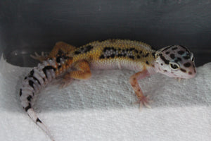 Gecko Leopardo Jungle ID R13-16