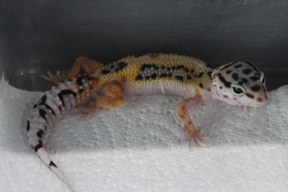 Gecko Leopardo Jungle ID R13-16