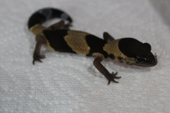 Gecko Cola Gorda Het Albino ID R16-06