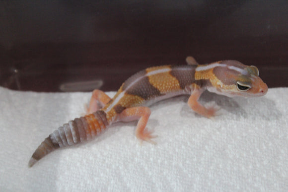 Gecko Cola Gorda Albino Tangerine ID R16-17