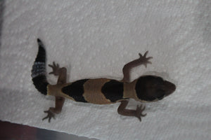 Gecko Cola Gorda Het Albino ID R16-19