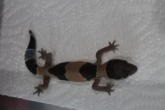 Gecko Cola Gorda Het Albino ID R16-19
