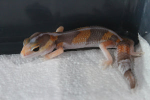 Gecko Cola Gorda Albino Tangerine ID R17-20