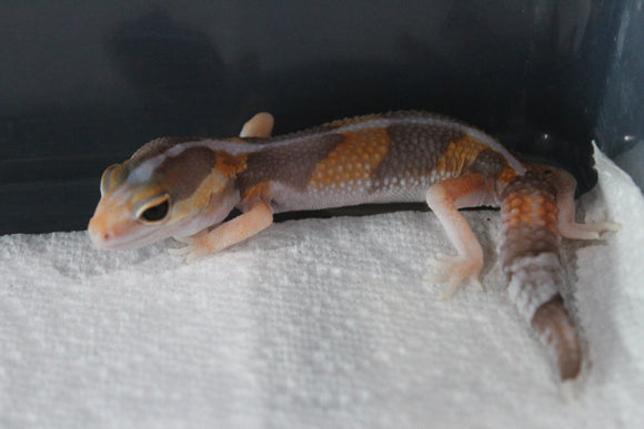 Gecko Cola Gorda Albino Tangerine ID R17-20