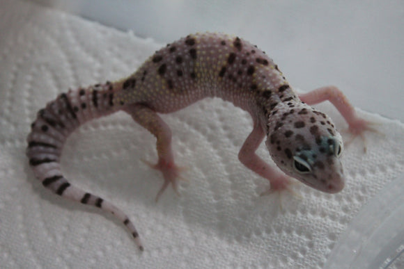 Gecko Leopardo Mack Snow ID R6-08