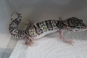 Gecko Leopardo Mack Snow ID R6-18