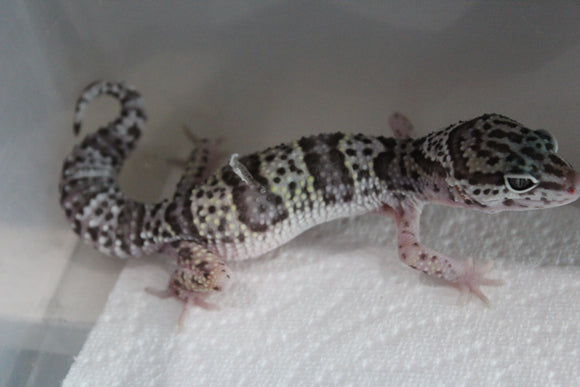 Gecko Leopardo Mack Snow ID R6-18