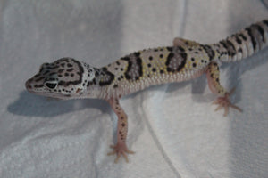 Gecko Leopardo Mack Snow ID R12-01