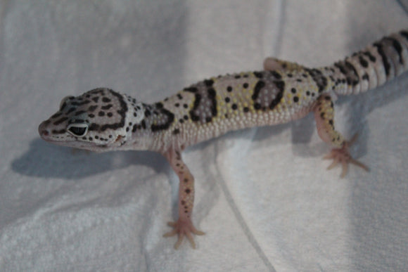 Gecko Leopardo Mack Snow ID R12-01