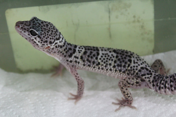 Gecko Leopardo Mack Snow ID R12-07