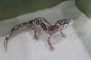 Gecko Leopardo Mack Snow Jungle ID R12-08