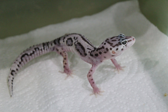 Gecko Leopardo Mack Snow Jungle ID R12-08